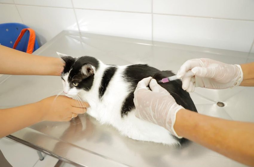  Confira a agenda de vacinação contra a raiva para cães e gatos no mês de junho em Barueri
