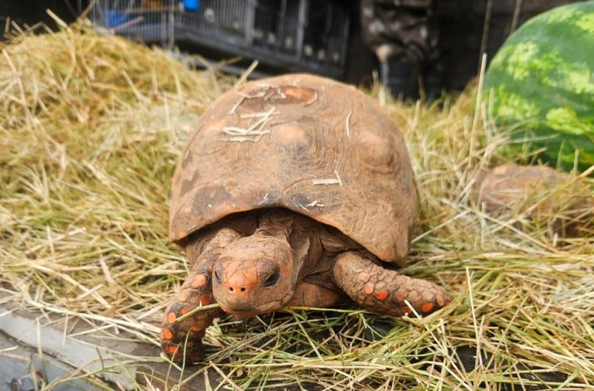  Barueri devolve 185 animais silvestres à região de origem e reforça combate ao tráfico de fauna