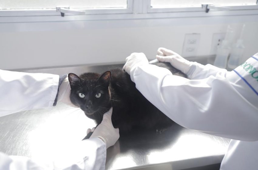  Julho Dourado reforça a importância da vacinação antirrábica gratuita para cães e gatos em Barueri