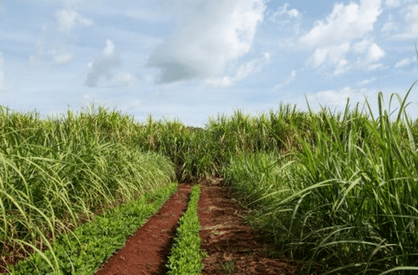  São Paulo Lidera com Primeira Usina de Captura e Armazenamento de Carbono do Etanol de Cana