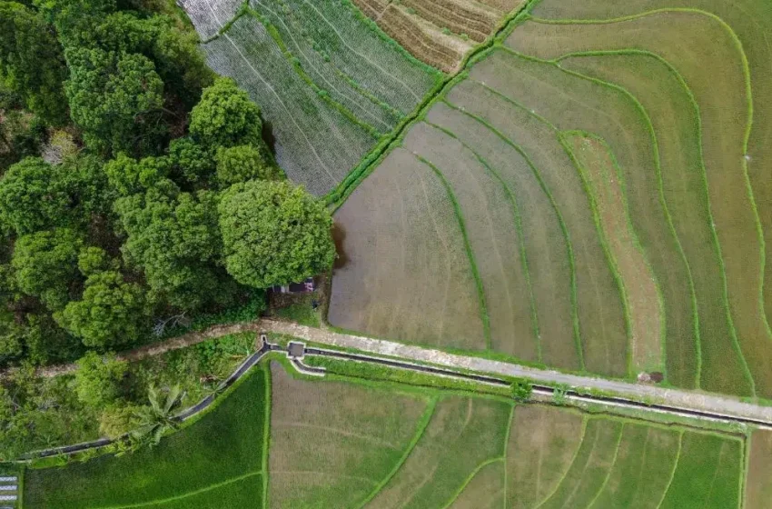  CAR Online: Nova Ferramenta Revoluciona o Mapeamento de Danos na Vegetação Nativa em São Paulo