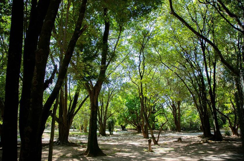  Barueri amplia a arborização urbana para reduzir impactos das mudanças climáticas