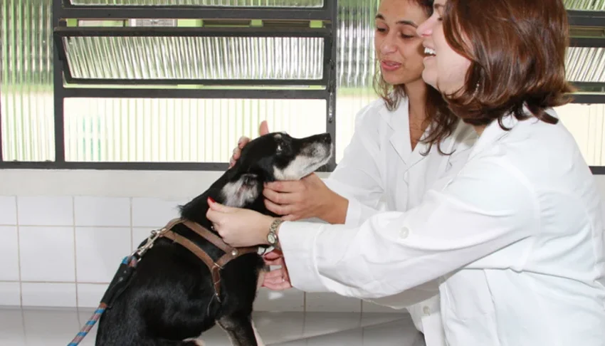  Violência Contra Animais: Saiba Como Denunciar e Atuar na Proteção em São Paulo