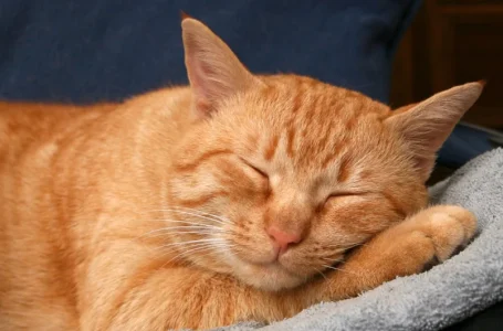 O primeiro cuidado é evitar que cães e gatos permaneçam expostos ao vento, à chuva ou ao chã…