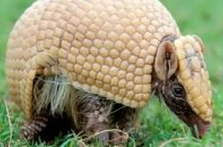  A Sobrevivência do Tatu-Bola: De Mascote da Copa a Símbolo da Luta pela Caatinga