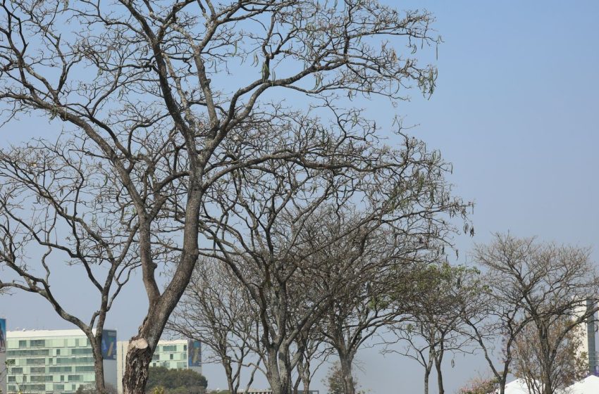  Distrito Federal e Cerrado Atingem Auge da Estiagem: Alerta Máximo Contra Incêndios e Impactos do El Niño