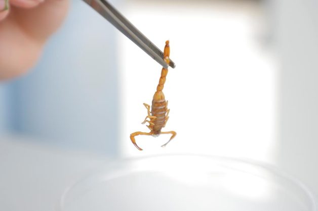 escorpião barueri