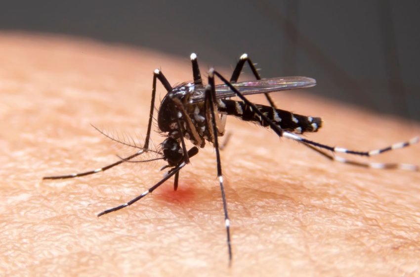  Brasil Alcança Redução Histórica de Mortes por Malária e Lidera Inovação no Combate à Doença