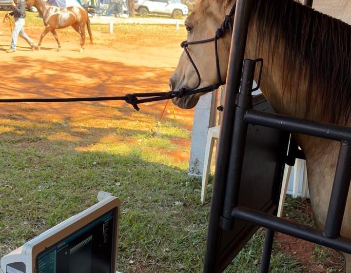  Mais de 3 mil animais passam por protocolos de saúde e bem-estar na 71ª Festa do Peão de Barretos
