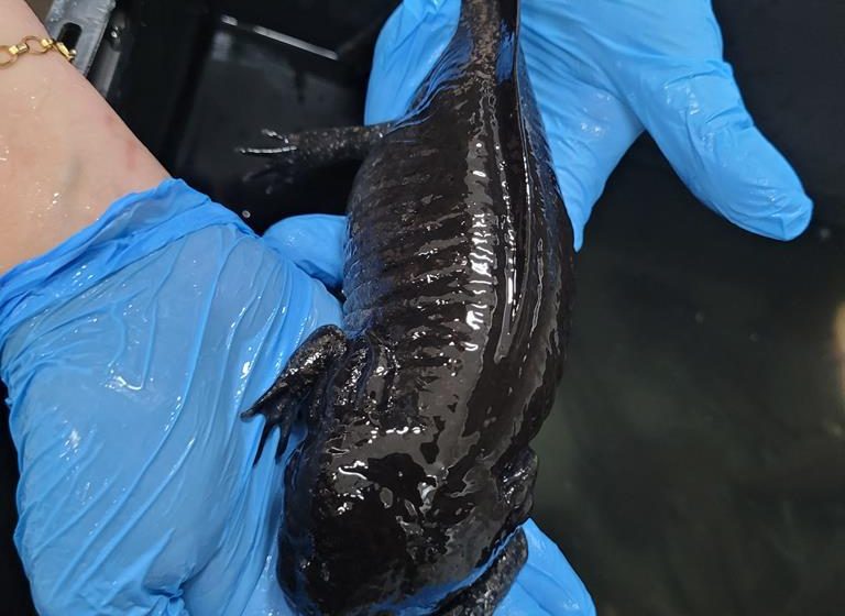  Cetas de Barueri recebe pela primeira vez salamandras da espécie Axolote