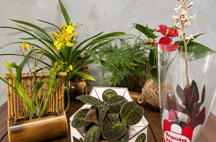  Feira Garden em Vargem Grande Paulista traz ideias e acessórios para transformar jardins